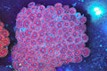 Burgundy Zoa Coral Colony WYSIWYG