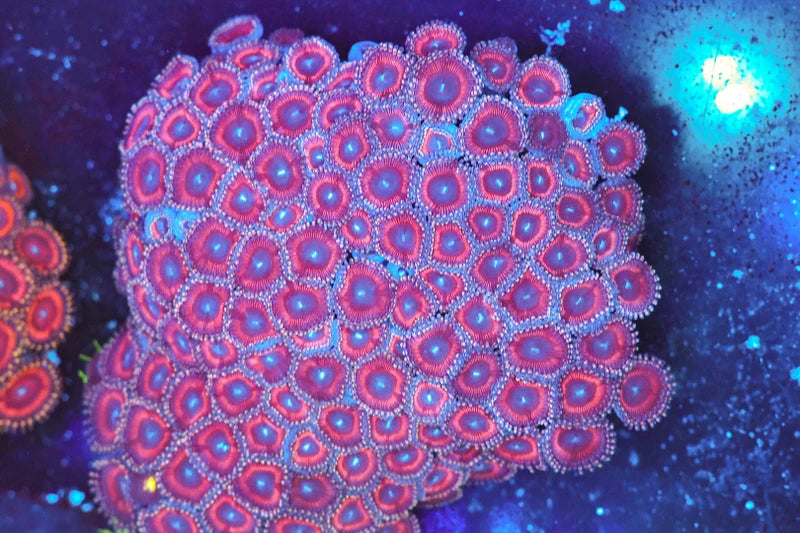 Burgundy Zoa Coral Colony WYSIWYG