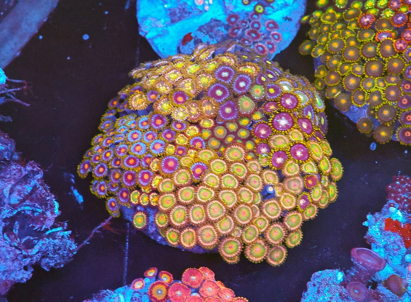 Multi Zoa Combo Coral Colony WYSIWYG #4