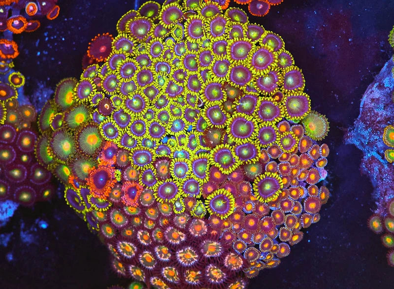 Multi Zoa Combo Coral Colony WYSIWYG #3