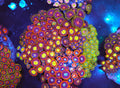 Multi Zoa Combo Coral Colony WYSIWYG