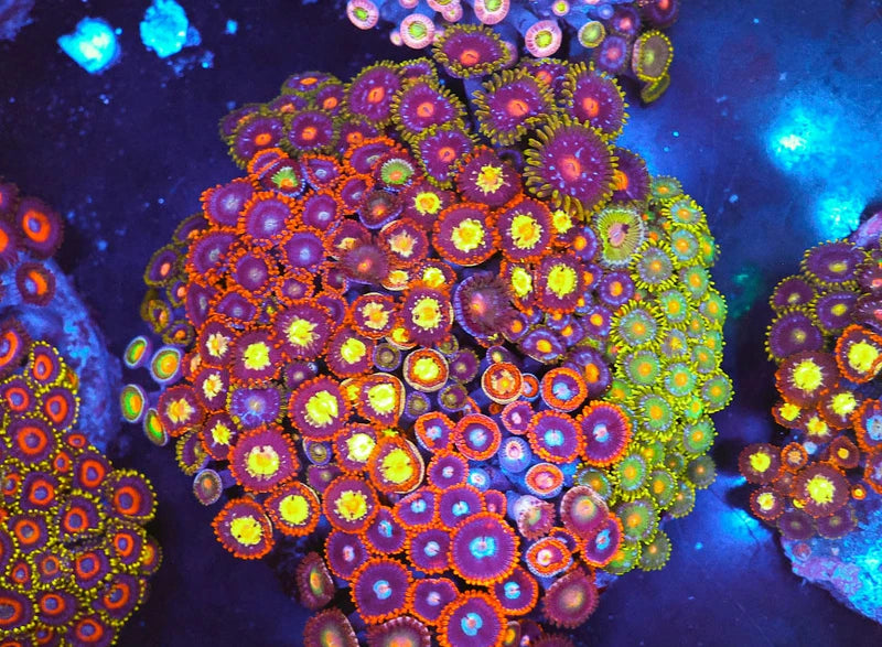 Multi Zoa Combo Coral Colony WYSIWYG