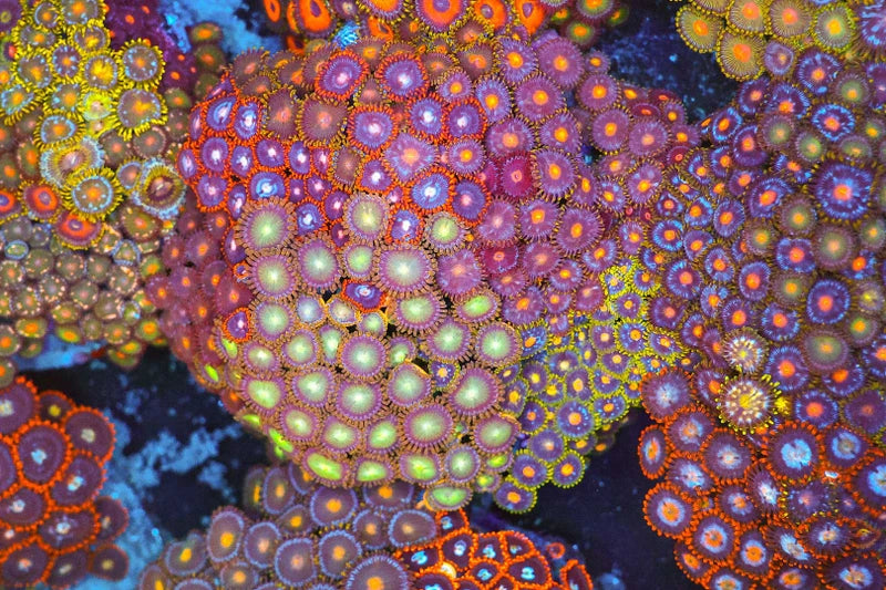 Multi Zoa Combo Coral Colony WYSIWYG #2