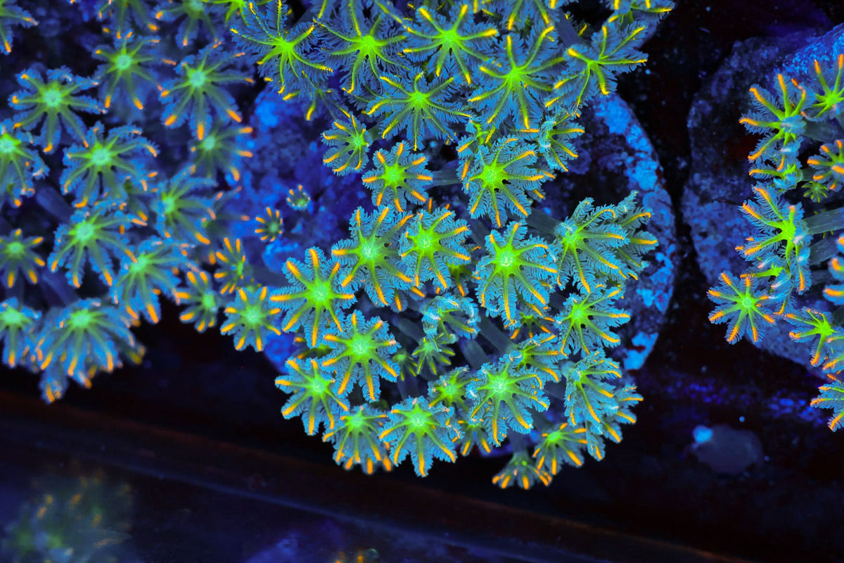 Clove Coral Colony #628 – WYSIWYG — exact specimen