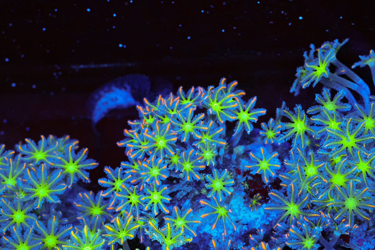 Clove Coral Colony #630 – WYSIWYG — exact specimen