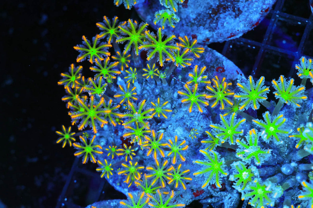 Clove Coral Colony #632 – WYSIWYG — exact specimen