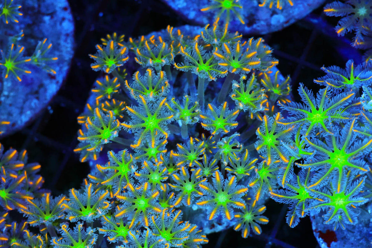 Clove Coral Colony #633 – WYSIWYG — exact specimen