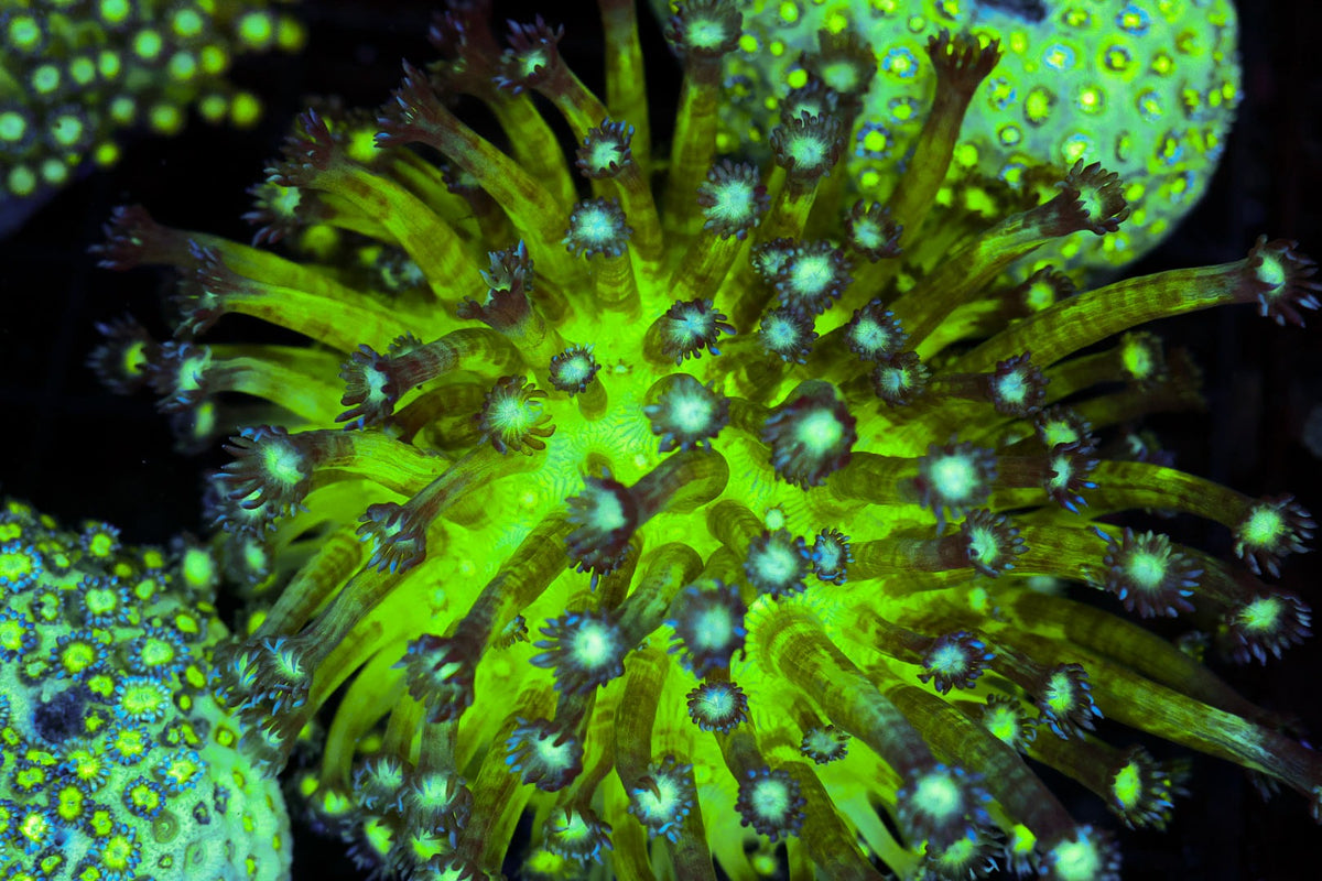 Neon Green Goniopora Coral Colony #635 – WYSIWYG — exact specimen