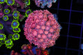 Pink Goniopora Coral Colony #636 – WYSIWYG — exact specimen