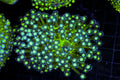 Neon Green Goniopora Coral Colony #637 – WYSIWYG — exact specimen
