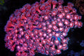 Pink Goniopora Coral Colony #638 – WYSIWYG — exact specimen