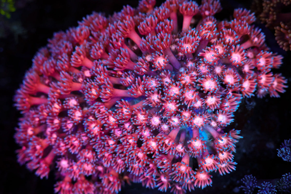 Pink Goniopora Coral Colony #638 – WYSIWYG — exact specimen