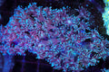 Blue And Purple Goniopora Coral Colony #639 – WYSIWYG — exact specimen