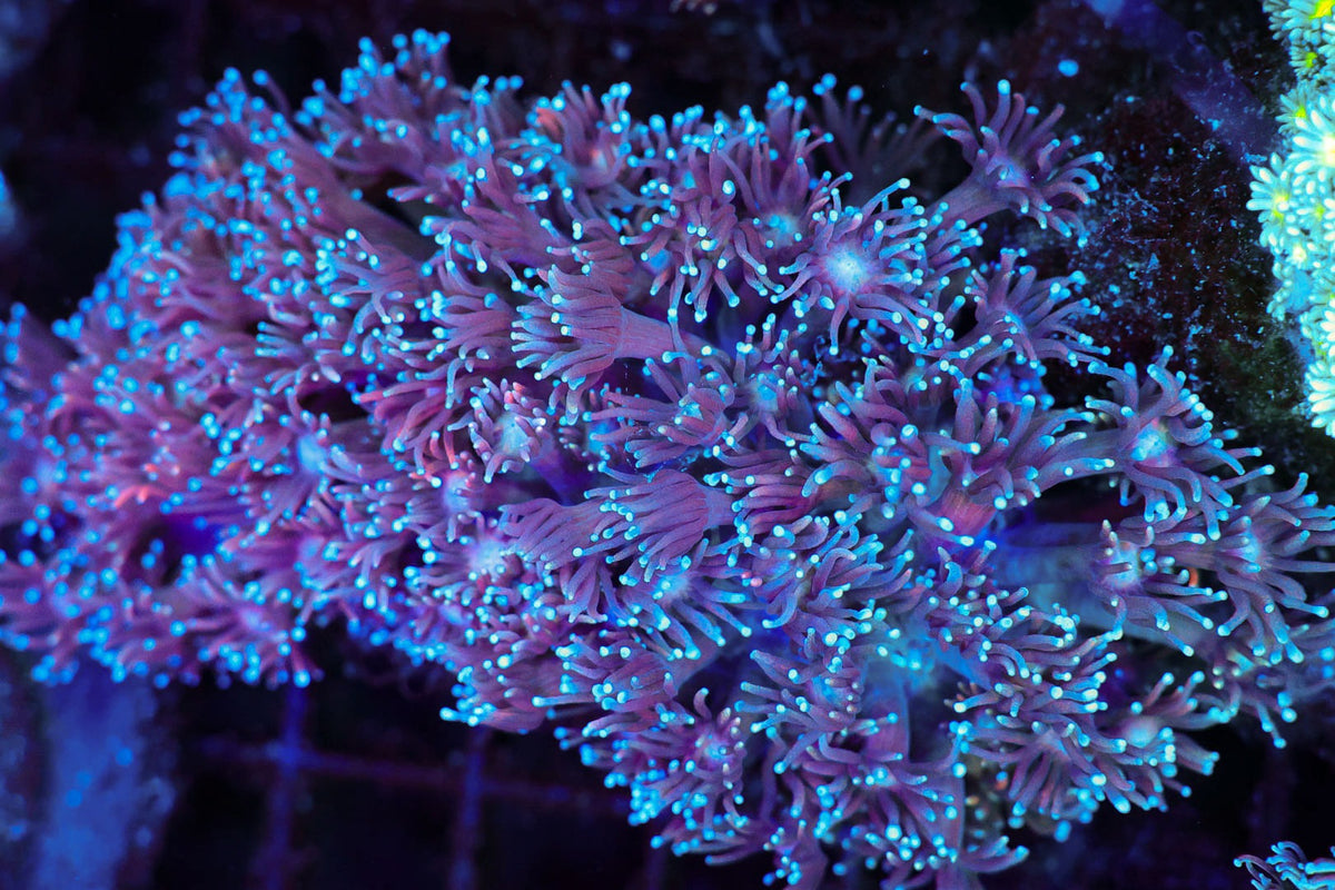 Blue And Purple Goniopora Coral Colony #639 – WYSIWYG — exact specimen