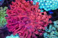 Ultra Pink Goniopora Coral Colony #640 – WYSIWYG — exact specimen