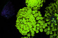 Crocodile Goniopora Coral Colony #641 – WYSIWYG — exact specimen