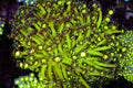 Neon Green Goniopora Coral Colony #643 – WYSIWYG — exact specimen