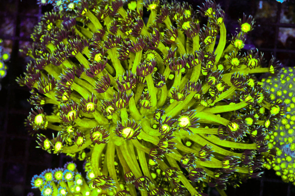Neon Green Goniopora Coral Colony #643 – WYSIWYG — exact specimen