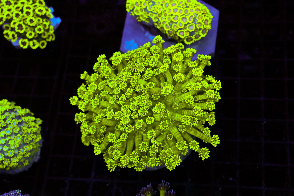 Neon Green Goniopora Coral Colony #644 – WYSIWYG — exact specimen
