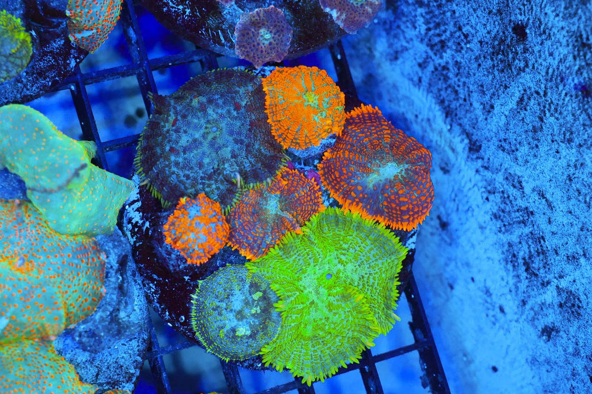 Multi-Mushroom Rock Colony #652 – WYSIWYG — exact specimen