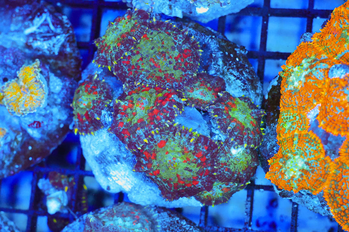 Red Rhodactis Mushroom Rock Colony #656 – WYSIWYG — exact specimen