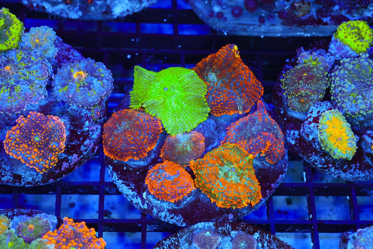 Multi-Mushroom Rock Colony #657 – WYSIWYG — exact specimen