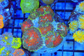 Watermelon Rhodactis Mushroom Rock Colony #658 – WYSIWYG — exact specimen