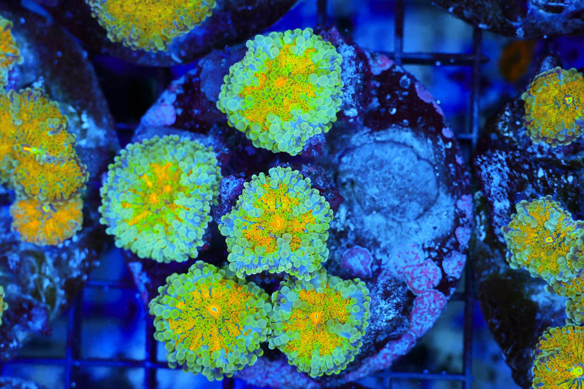Hyper Ricordea Mushroom Rock Colony #660 – WYSIWYG — exact specimen