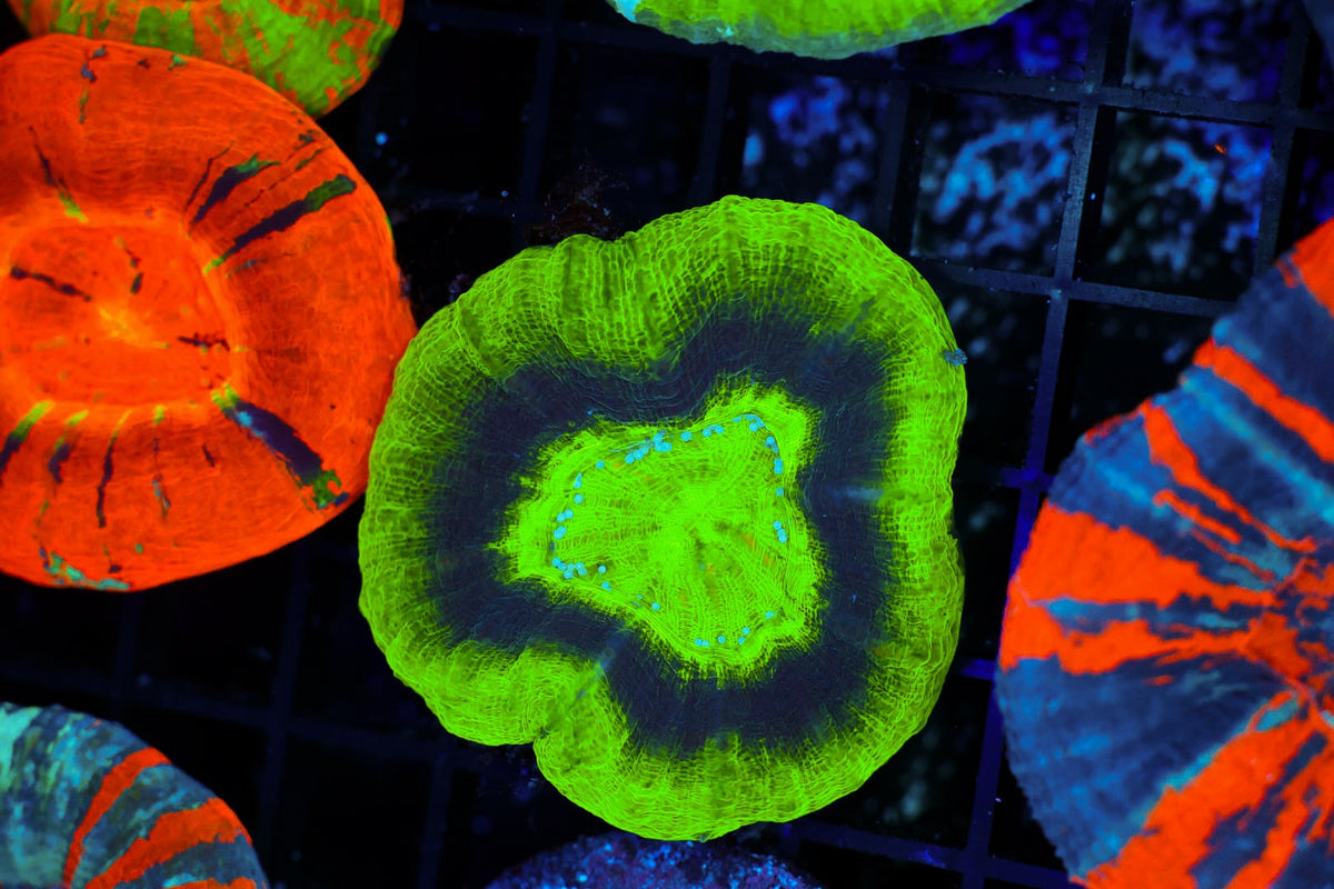 Purple Ring Green Scolymia #664 – WYSIWYG — exact specimen