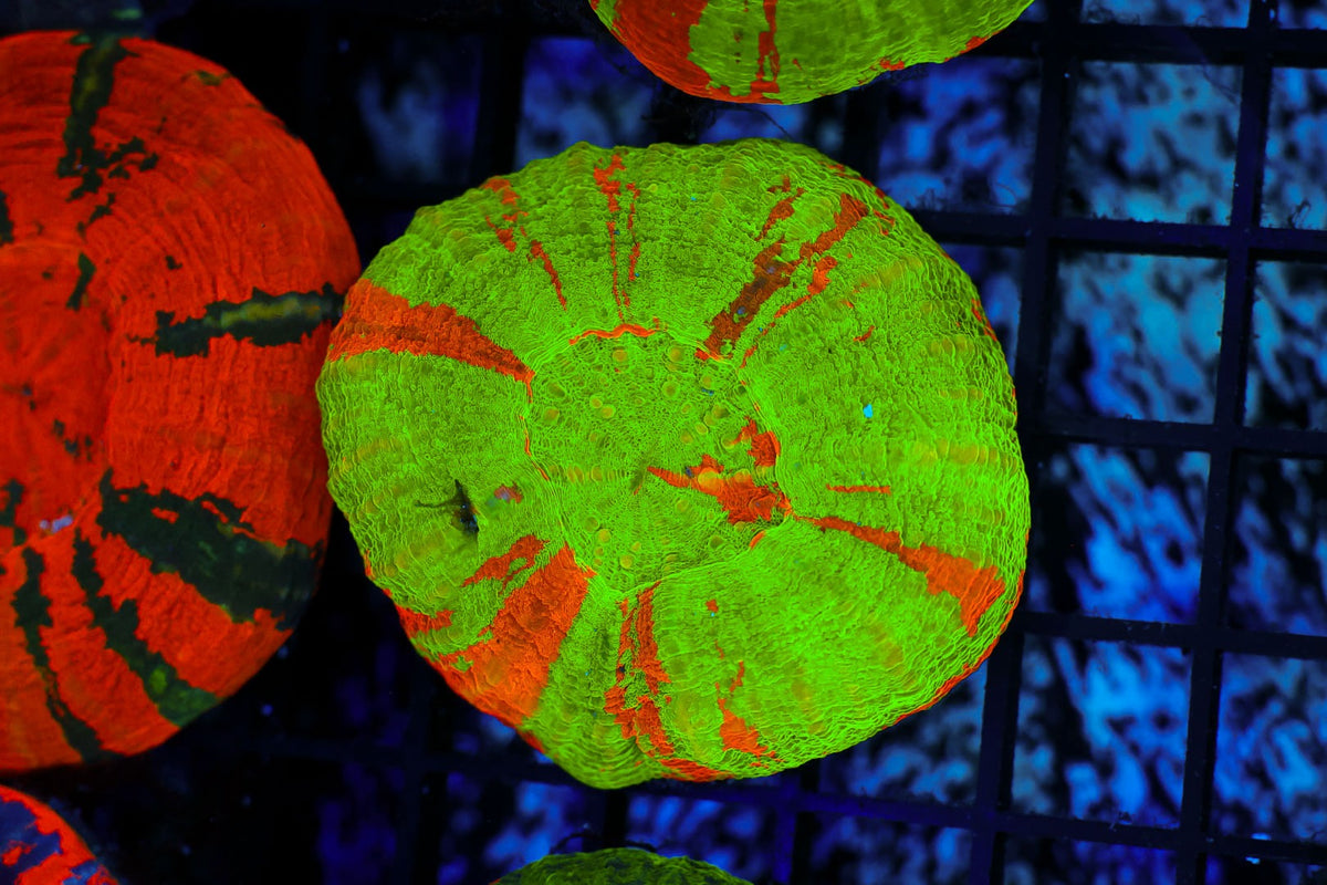 Bleeding Apple Scolymia #667 – WYSIWYG — exact specimen