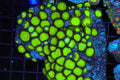 Neon Green Zoanthid Colony #668 – WYSIWYG — exact specimen