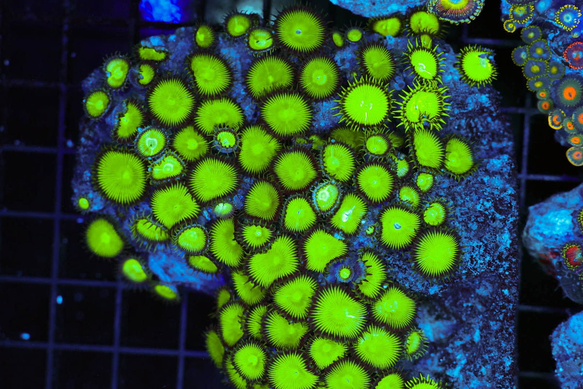 Neon Green Zoanthid Colony #668 – WYSIWYG — exact specimen