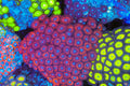 Red Zoanthid Colony #669 – WYSIWYG — exact specimen