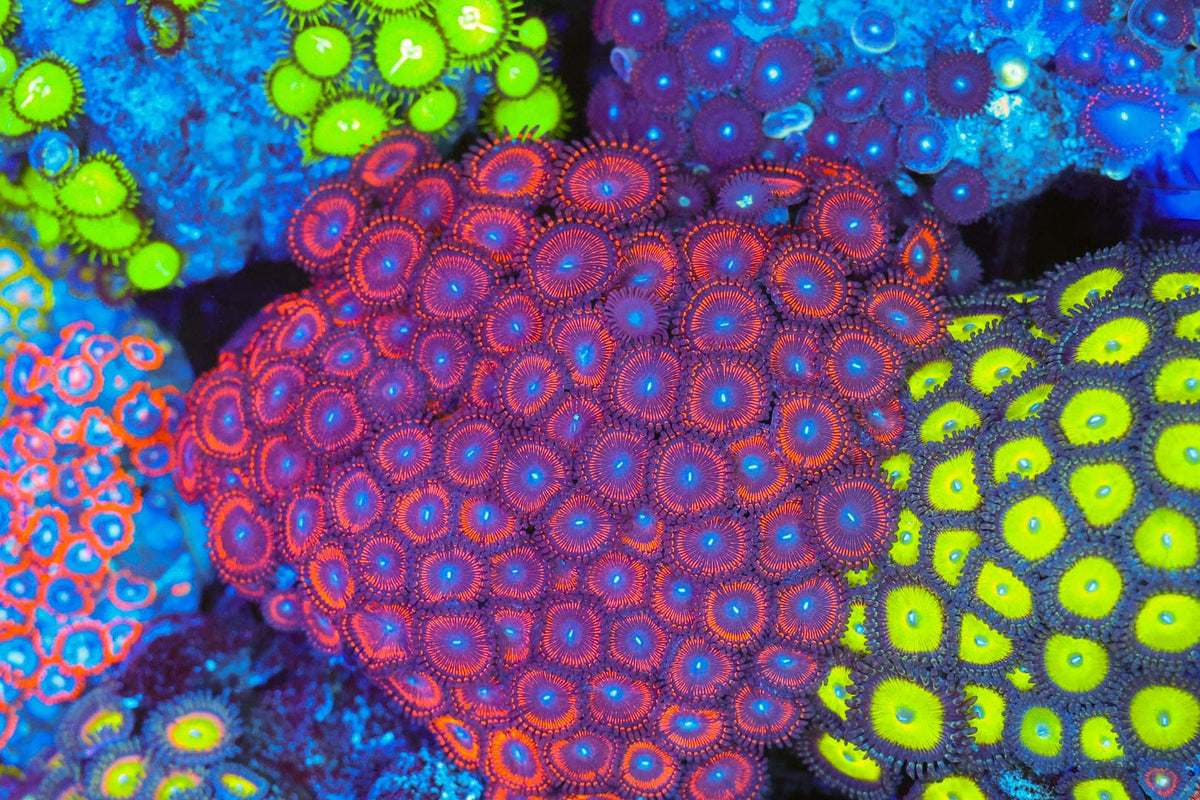 Red Zoanthid Colony #669 – WYSIWYG — exact specimen