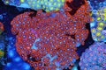 Red Zoanthid Colony #670 – WYSIWYG — exact specimen