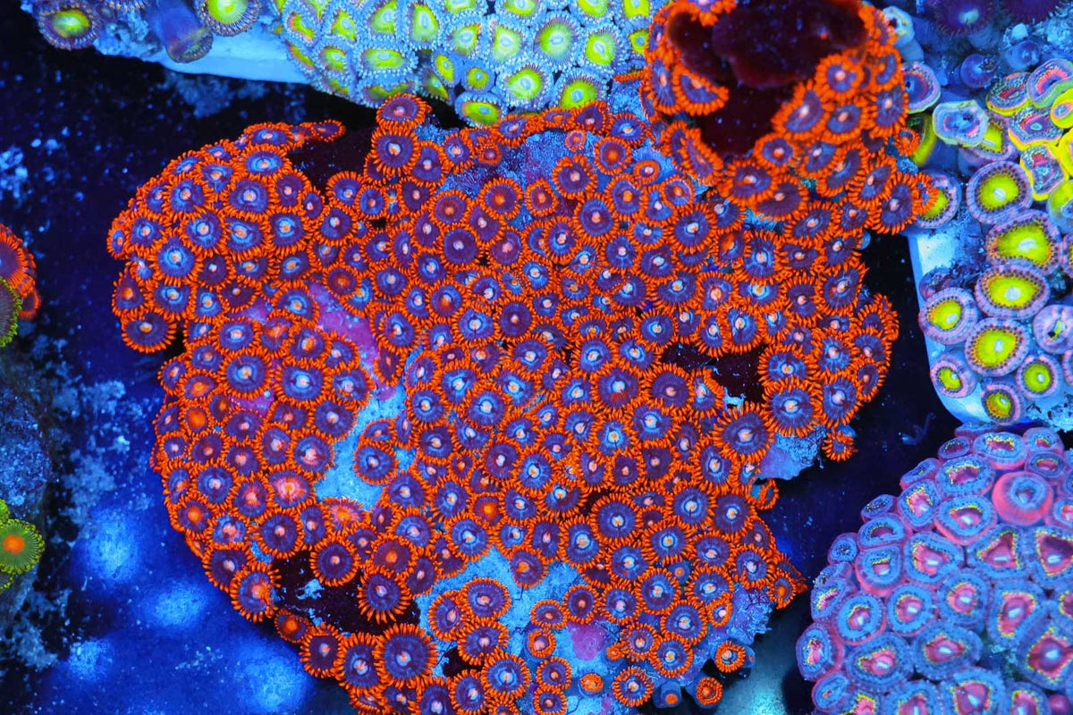 Red Zoanthid Colony #670 – WYSIWYG — exact specimen