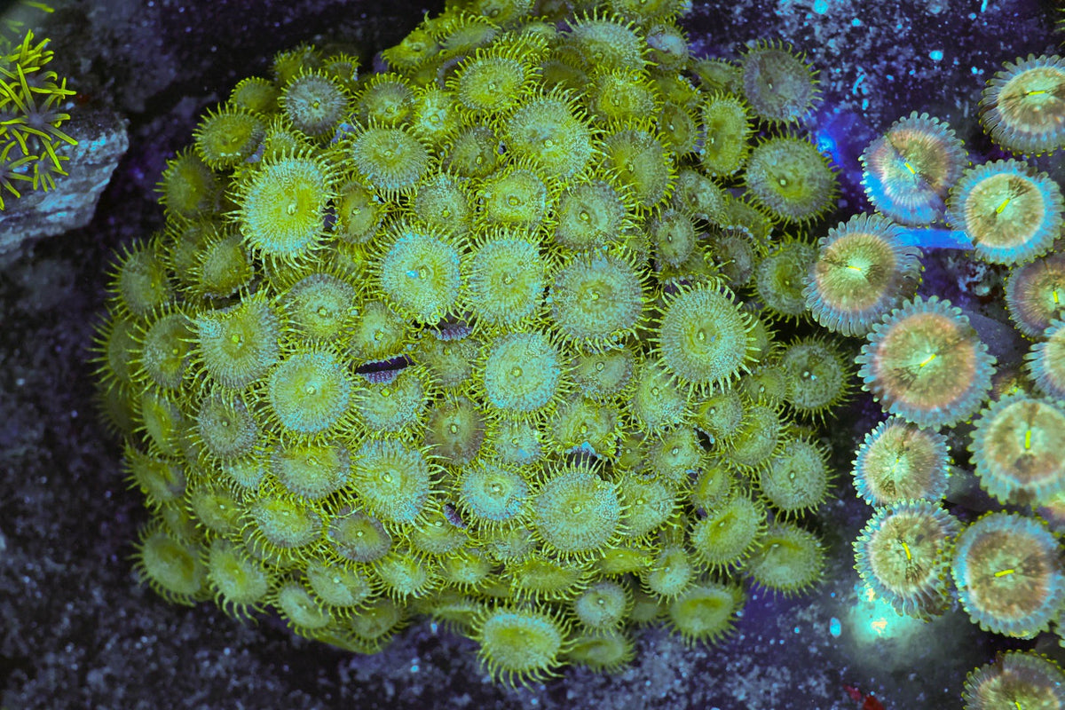 Green Eyelash Zoanthid Colony #672 – WYSIWYG — exact specimen