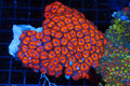 Ultra Red Zoanthid Colony #673 – WYSIWYG — exact specimen