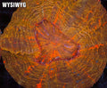 Desert Rage Acanthophyllia #680 – WYSIWYG