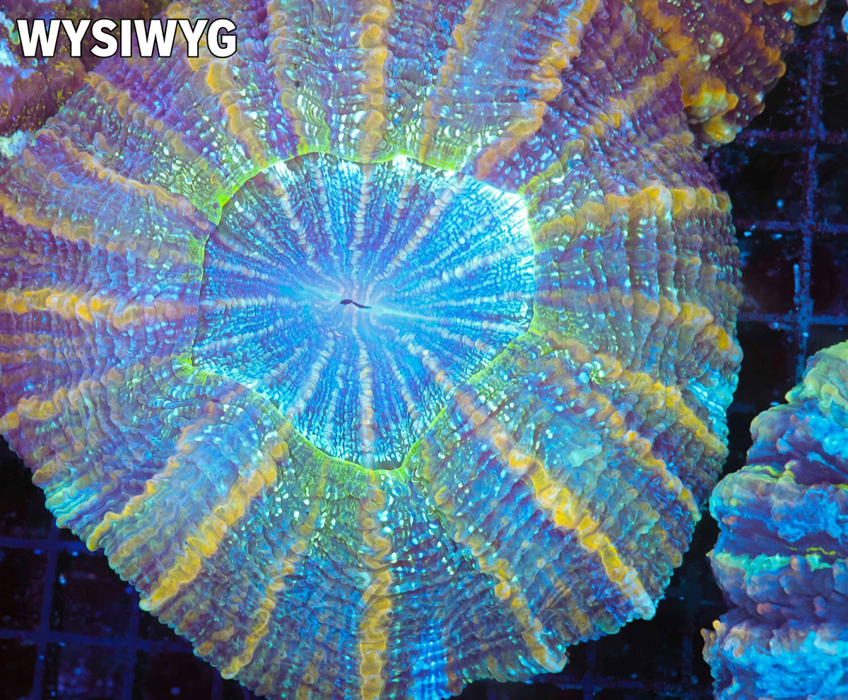 Sherbet Acanthophyllia #681 – WYSIWYG