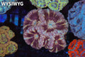 Pink Asian Acan Colony #682 – WYSIWYG