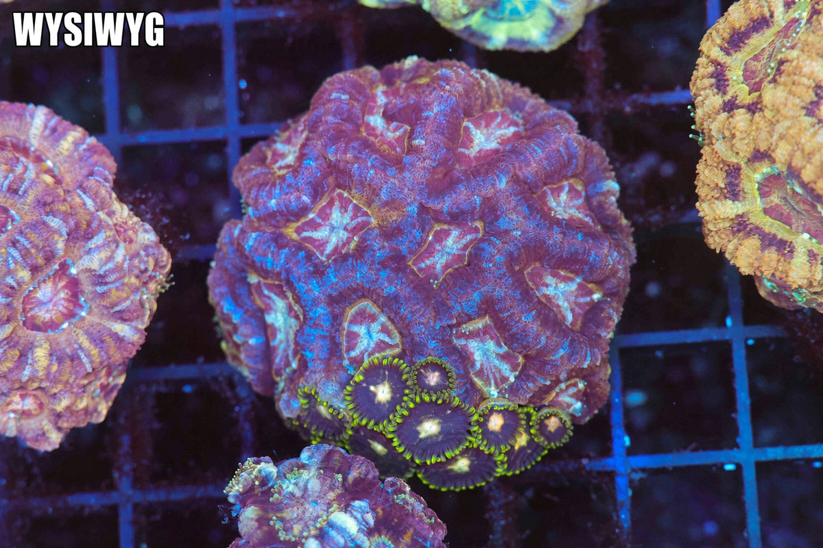 Zoanthid Asian Acan Combo Colony #683 – WYSIWYG
