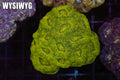 Kryptonite Asian Acan Colony #684 – WYSIWYG
