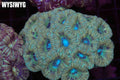 Subzero Asian Acan Colony #685 – WYSIWYG