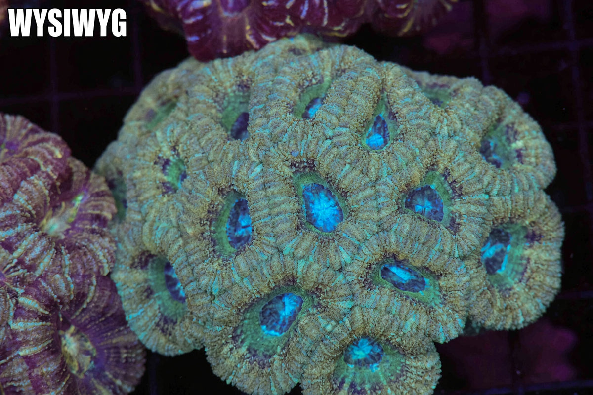 Subzero Asian Acan Colony #685 – WYSIWYG