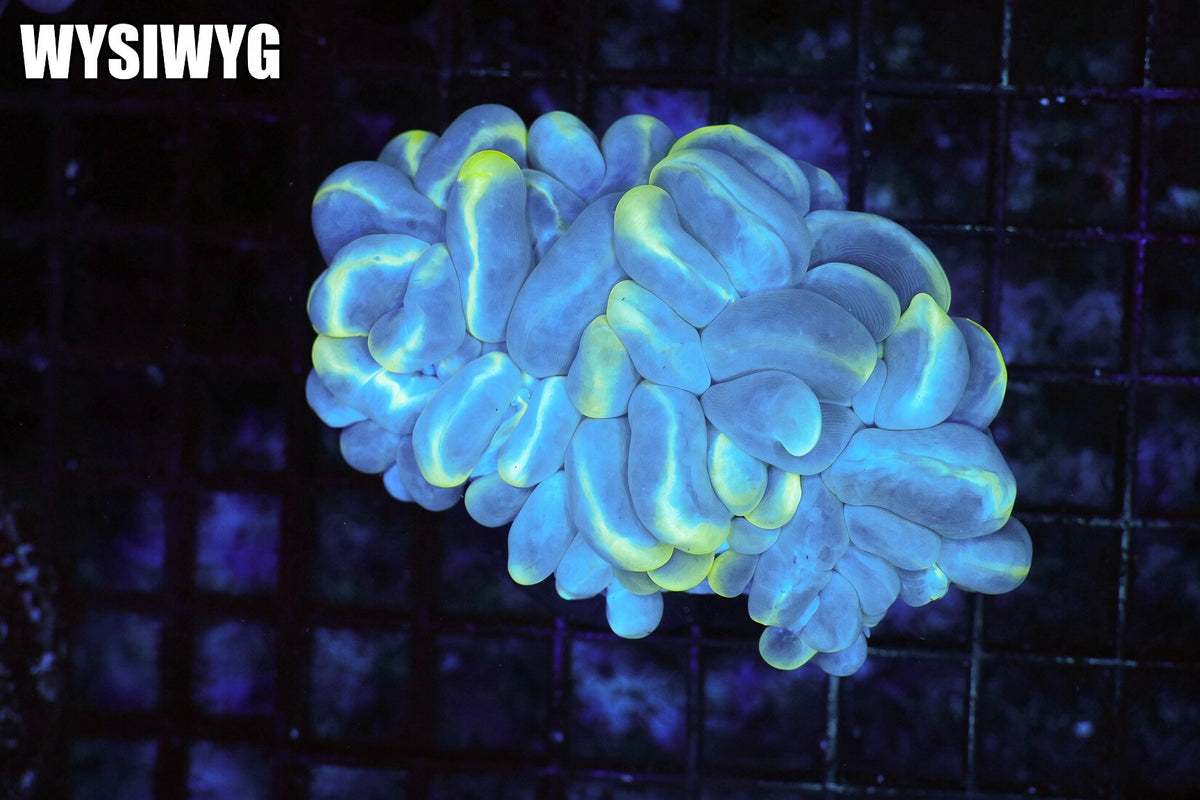 Splatter Bubble Coral Colony #686 – WYSIWYG