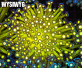 Neon Green Goniopora Colony #687 – WYSIWYG