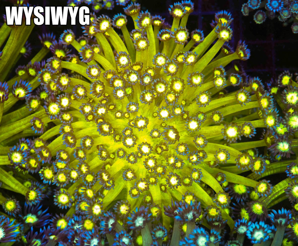 Neon Green Goniopora Colony #687 – WYSIWYG