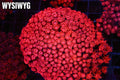 Ultra Red Goniopora Colony #688 – WYSIWYG