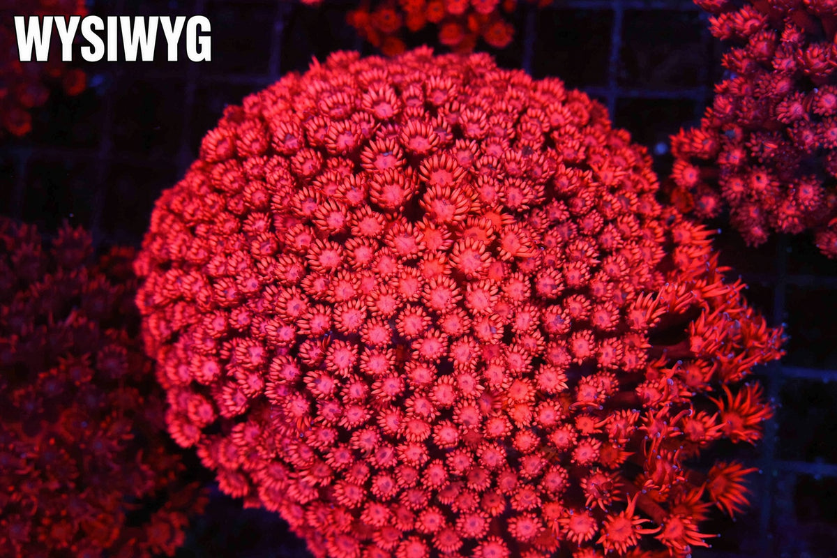 Ultra Red Goniopora Colony #688 – WYSIWYG